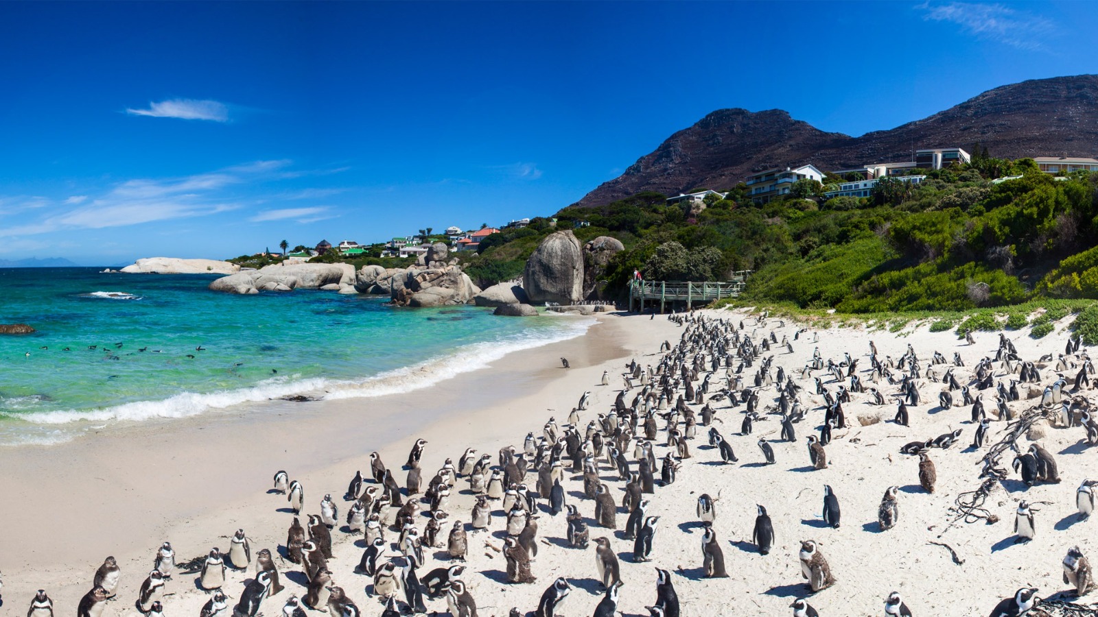 Day 13: Cape Town - Full Day Cape Peninsula Tour